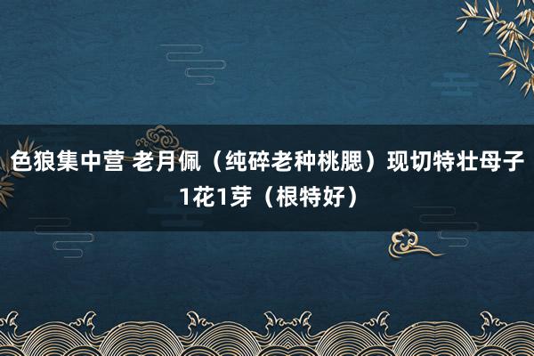色狼集中营 老月佩(纯碎老种桃腮)现切特壮母子1花1芽(根特好)